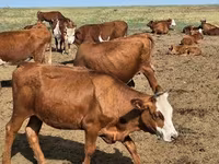 गाय, कल्मिक नस्ल — फ़ोटो 2