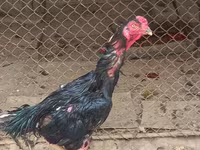 Chickens — الصورة 1
