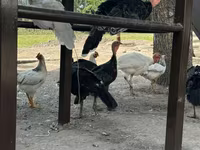 Turkeys — Foto 3