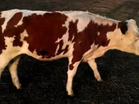 ثور, Swiss cattle — الصورة 3