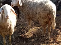 मेढ़ा, Assaf sheep — फ़ोटो 5