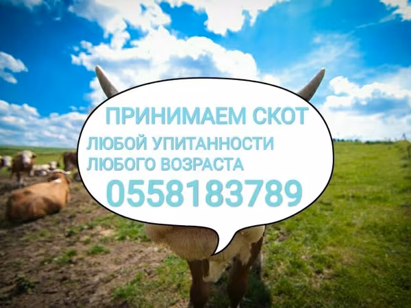 Бык, Коровы — Кыргызстан