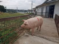 母猪, Pigs — 照片 4