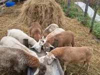 Ram, Baerchuke sheep — photo 7