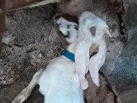 تيس, Nubian Goat — الصورة 3