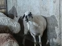 نعجة, الأغنام — الصورة 4