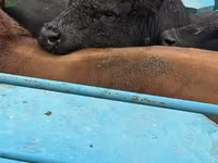 Toro, Ganado vacuno — foto 1