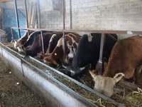 Toro, Ganado vacuno — foto 1