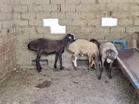 كبش, Arashan sheep — الصورة 4