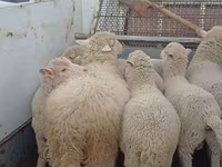Schaf, Merino sheep — Foto 5