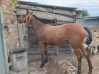 Yegua, Caballos — foto 1