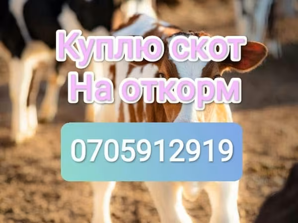 Бык, Коровы — Кыргызстан