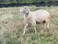 मेढ़ा, Karakul sheep — फ़ोटो 5