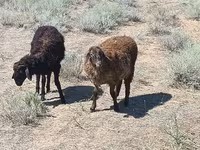 मेढ़ा, Edilbay sheep — फ़ोटो 1