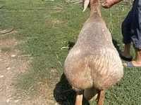 Carnero, Edilbay sheep — foto 2