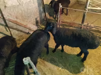 Ram, Sheep — photo 4