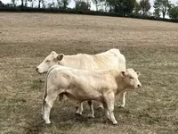 ثور, Charolais cattle — الصورة 1
