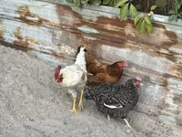 Chickens — Foto 4