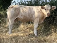 सांड, कास्ता गाय — फ़ोटो 4
