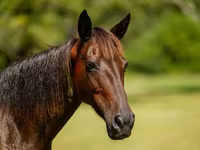 Mare, American paint horse — photo 6