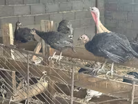 Turkeys — Foto 3