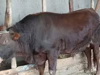Бык, Красная степная корова — фото 3