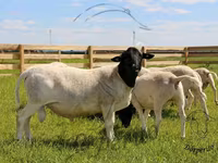 Widder, Dorper sheep — Foto 1