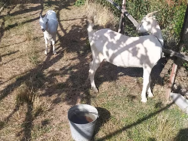 Cabra, LaMancha goats