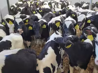 Toro, Ganado vacuno — foto 5