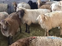 نعجة, Tian-Shan semifinewool sheep — الصورة 1