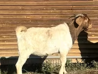 Billy Goat, Boer goat — photo 1