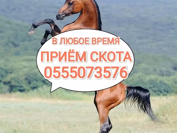 Конь, Лошади