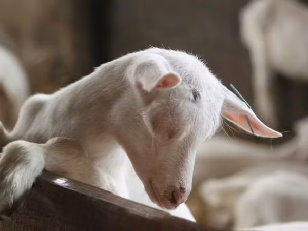 عنزة, Saanen goat