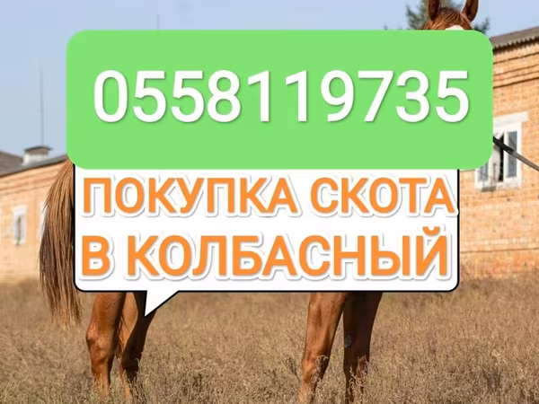 Конь, Лошади — Кыргызстан