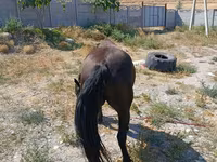 فرس, Skyros Pony — الصورة 4