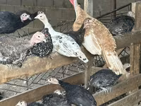 Turkeys — Foto 1