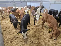 Toro, Raza Holstein — foto 5