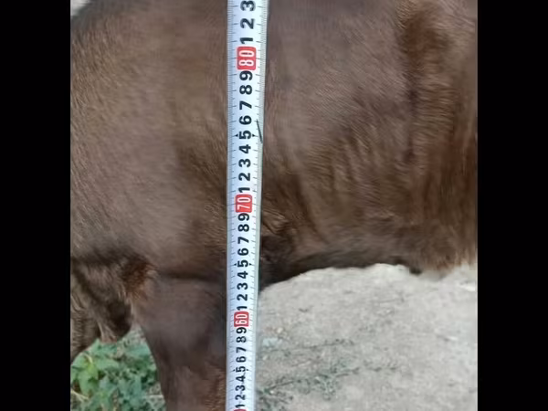 Bulle, Swiss cattle — Kirgisistan
