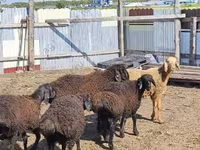 Ram, Baerchuke sheep — photo 4