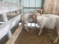 Овца — фото 2