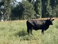 Kuh, Aberdeen-Angus — Foto 5