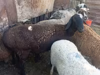 نعجة, Rhon sheep — الصورة 5