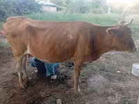 Vaca, Ganado vacuno — foto 2