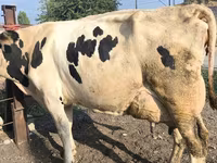 بقرة, Swiss cattle — الصورة 3
