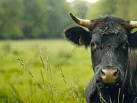 Toro, Aberdeen-Angus — foto 4