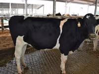 Bulle, Holstein-Rasse — Foto 8
