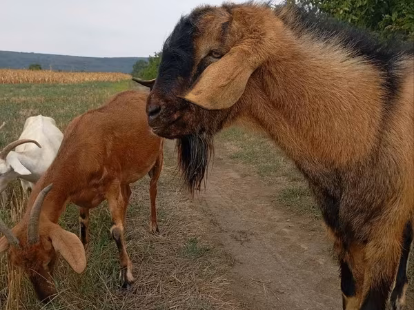 Козёл, Козлы