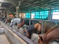 Caballo, Caballos — foto 1