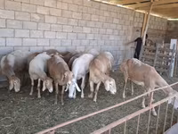 मेढ़ा, Hissar sheep — फ़ोटो 1