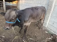Toro, Ganado vacuno — foto 4